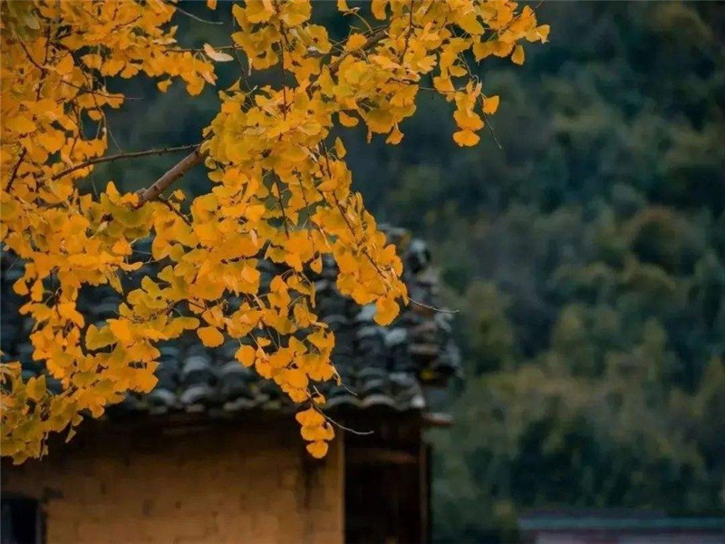 《老墙》作文800字,高中状物作文
