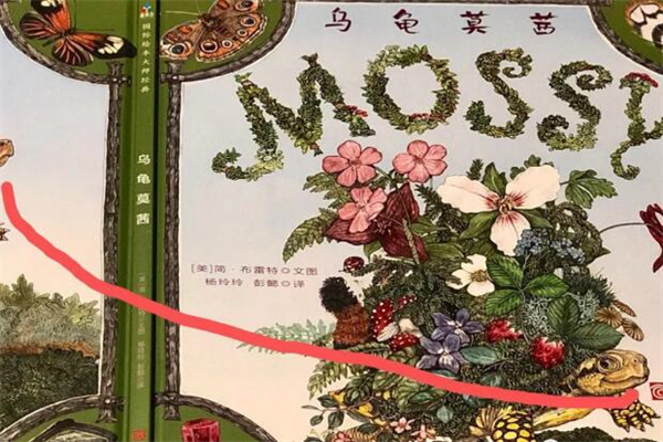 图画书《乌龟莫茜》读后感,初中读后感作文800字