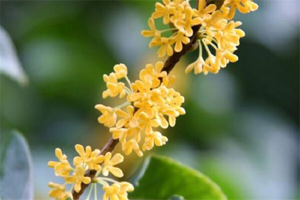 《与桂花树相伴的日子》作文,初中作文800字