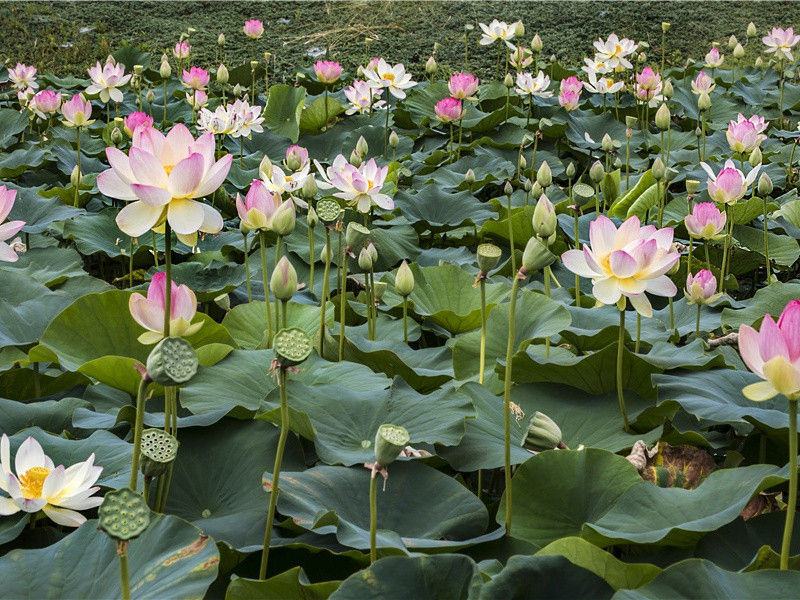 女神节鲜花贺卡祝福语(129句)