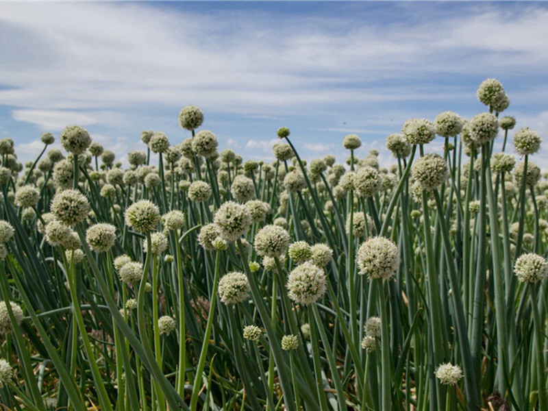 追缉造句,用追缉怎么造句子(22句)