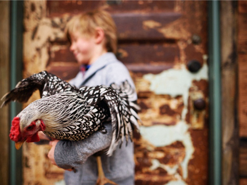 牧羊造句,用牧羊怎么造句子(180句)