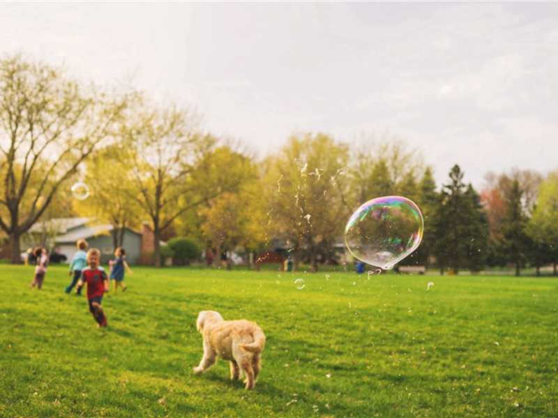 树阴造句,用树阴怎么造句子(57句)