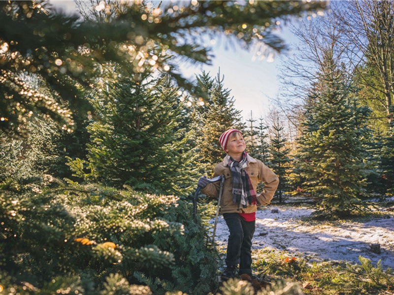 藤萝造句,藤萝怎么造句子(58句)