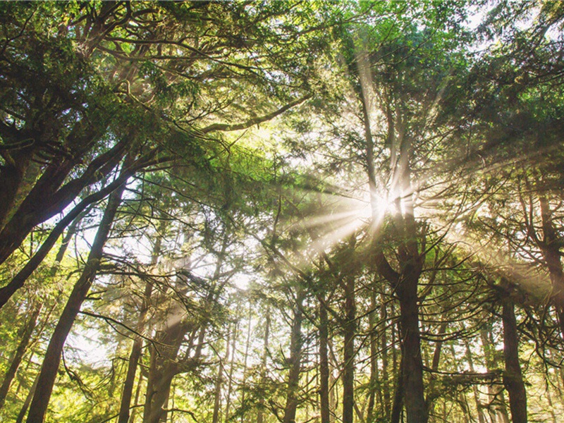 起亚造句,用起亚怎么造句子(55句)