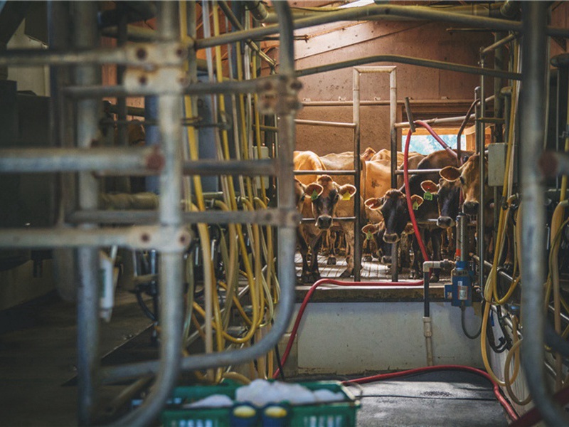 和和睦睦造句,用和和睦睦怎么造句子(62句)