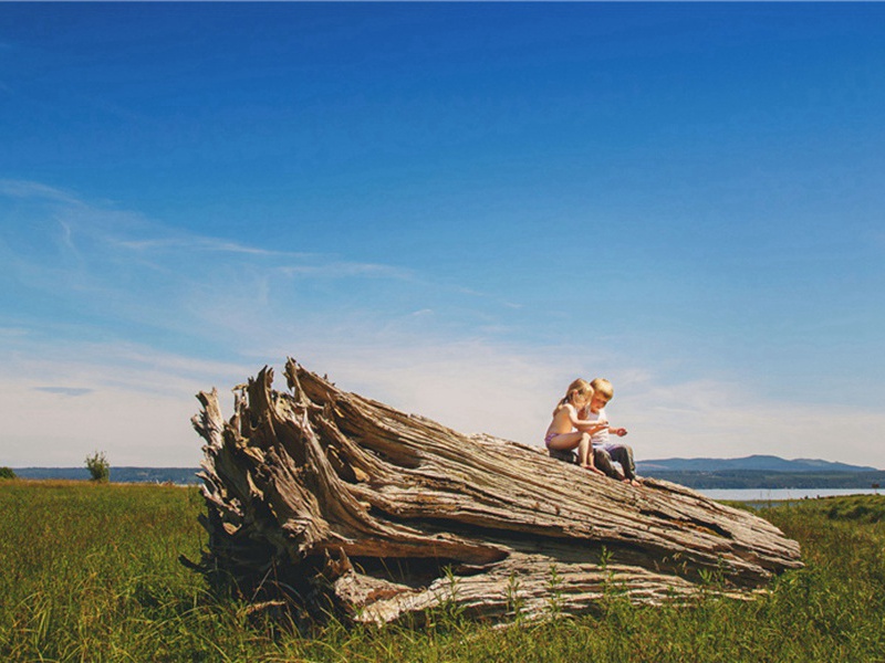 幼鸟造句,用幼鸟怎么造句子(36句)