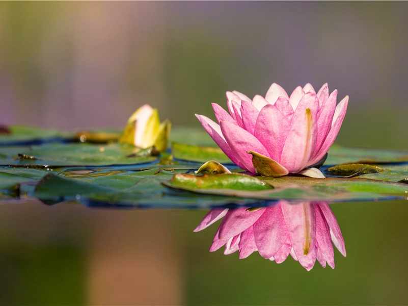 清明节祝福语简短一句话(114句)