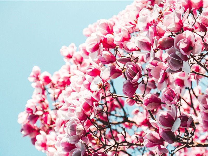 女神节优美简短文案(108句)