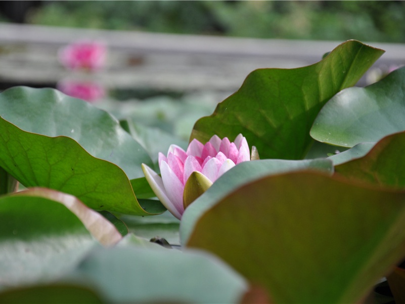 大学生宣传部面试自我介绍范文(5篇)