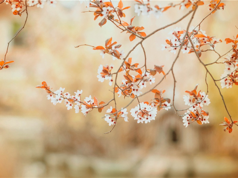 写樱花最出名的诗句(117句)