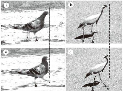 为什么鸡走路的时候头一伸一缩,而鸭或鹅却不是这样的呢