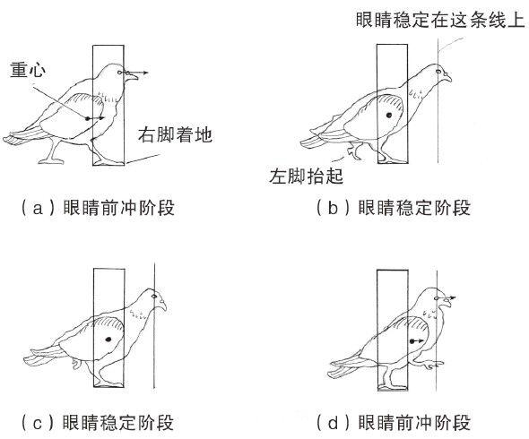 为什么鸡走路的时候头一伸一缩,而鸭或鹅却不是这样的呢