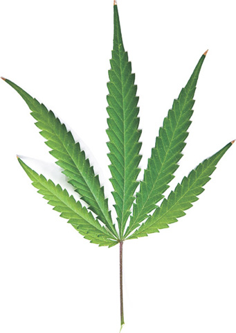 大麻之惑