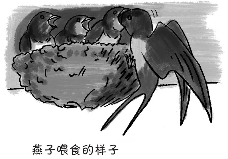 燕子和麻雀为什么从春天到秋天都在养育后代?