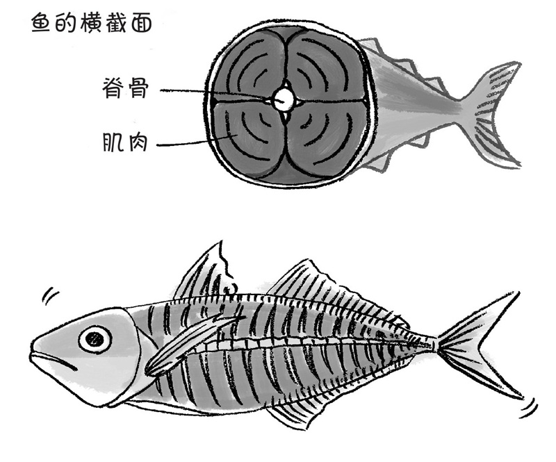 鱼有肌肉吗?是不是金枪鱼和竹荚鱼就没有肌肉呢