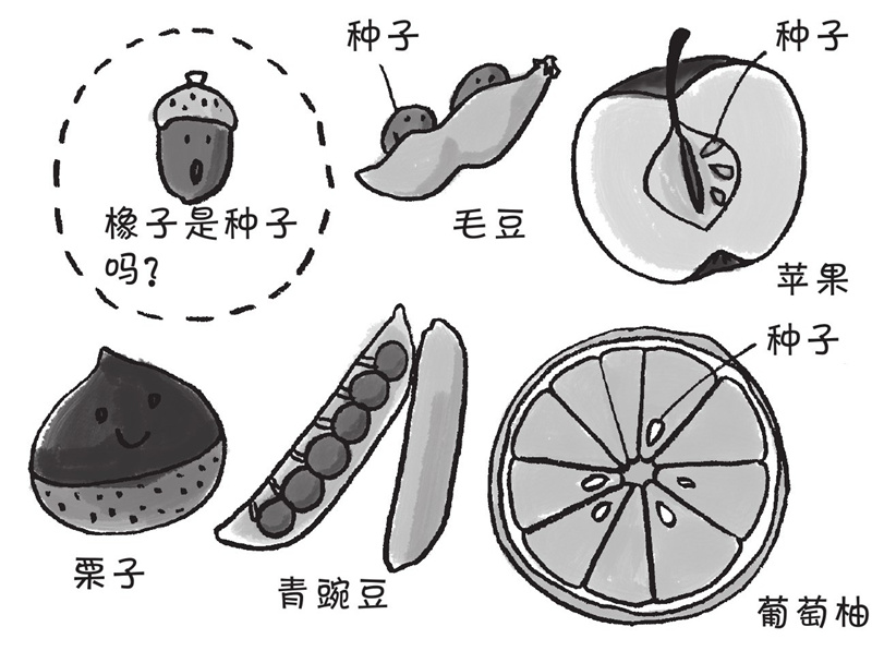 橡子真的是种子吗?