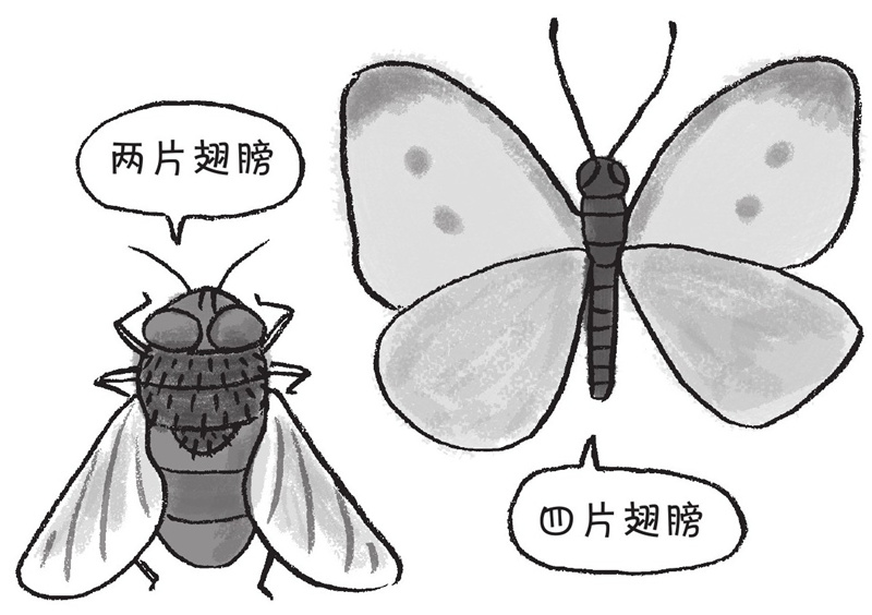 为什么昆虫有六条腿?