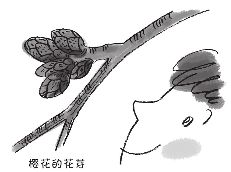 春天樱花开,夏天牵牛花开,花儿开花的时节是固定的吗?