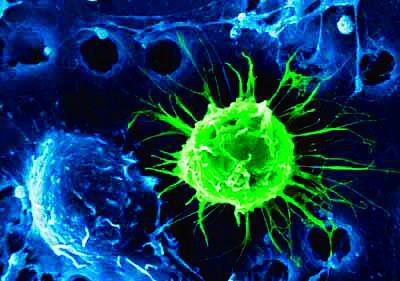 皮肤干细胞的发现（2007年11月）-仿制的“万能细胞”
