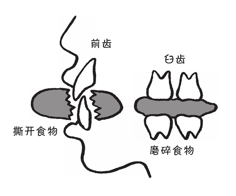 前齿与臼齿的形状为什么不同呢?