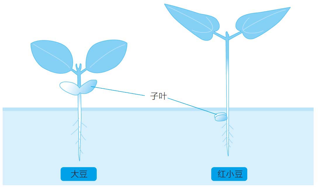 种子的秘密,大米是稻子的奶水