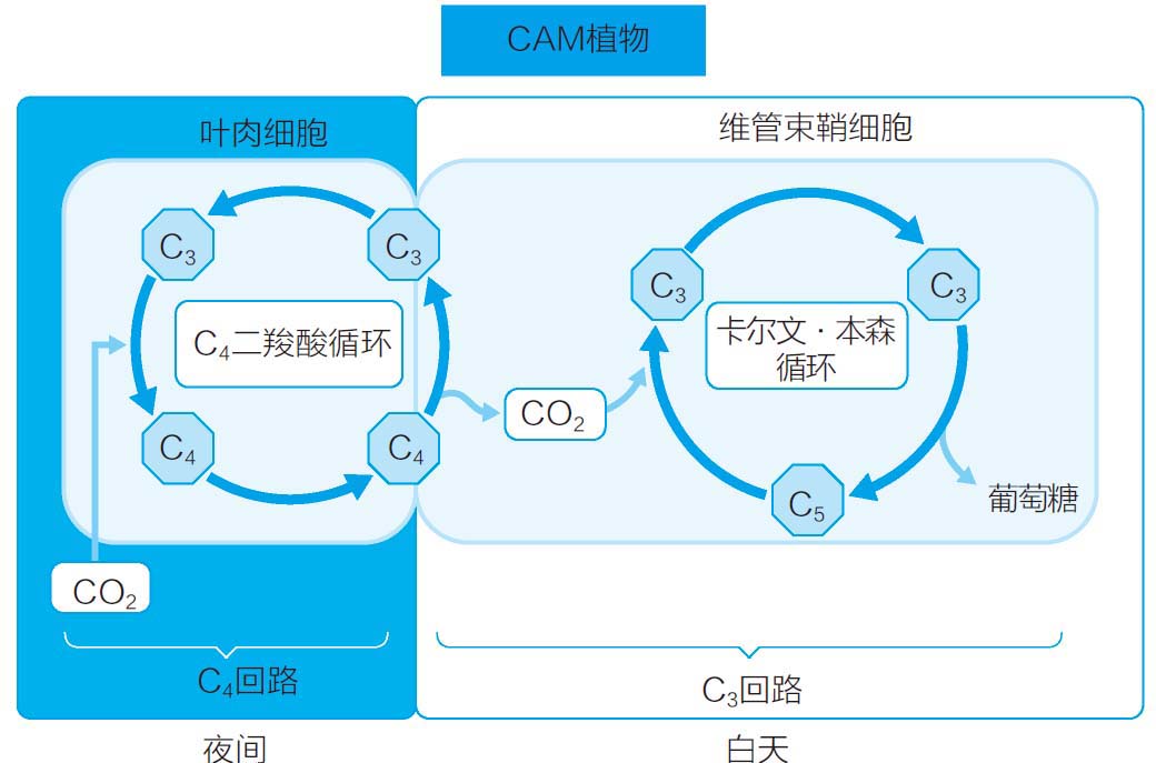 狗尾巴草是一种高性能植物