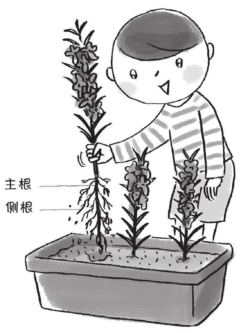 凤仙花的根和油菜的根一样吗?