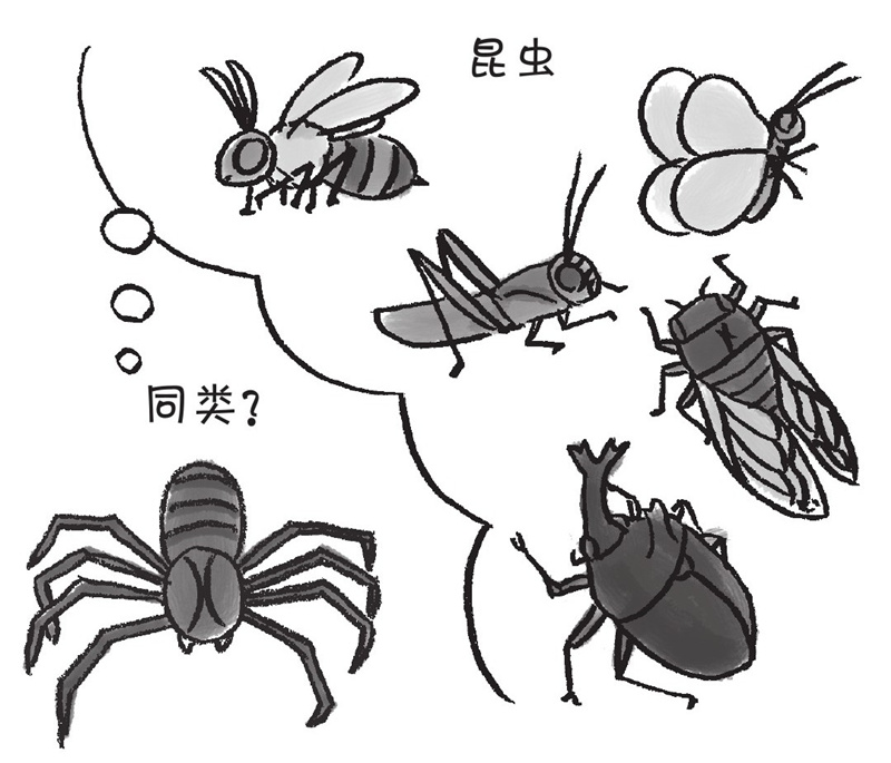 蜘蛛真的不是昆虫吗?