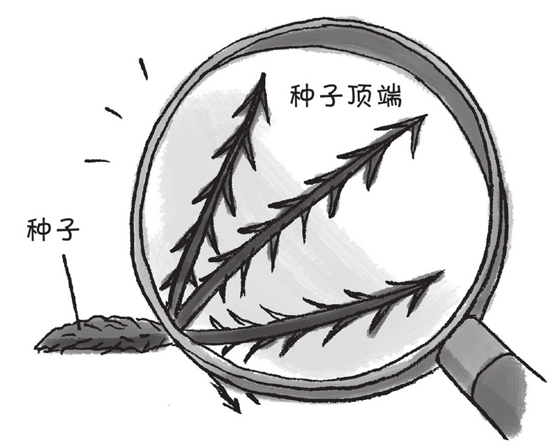 是什么植物的种子呢?到野外去玩耍,衣服上粘了种子一样的东西