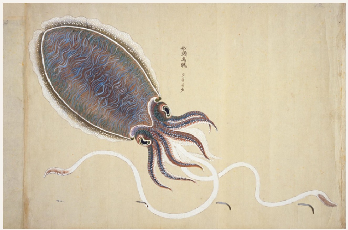 乌贼为何用贼来命名