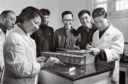 人工合成牛胰岛素的发明（1965年9月17日）-中国人的骄傲