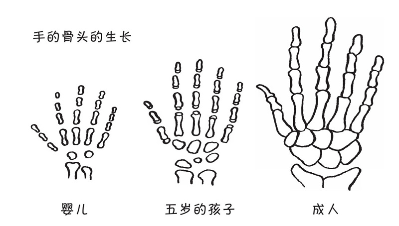 骨头是怎么生长的?