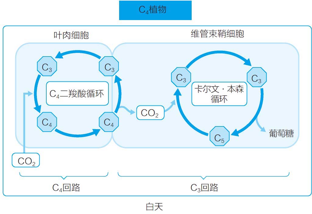 狗尾巴草是一种高性能植物