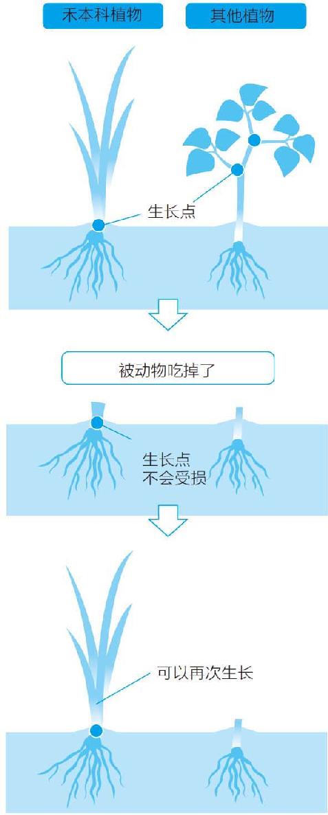 草原物语