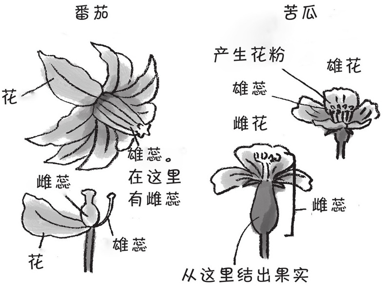 蔬菜也会开花吗?