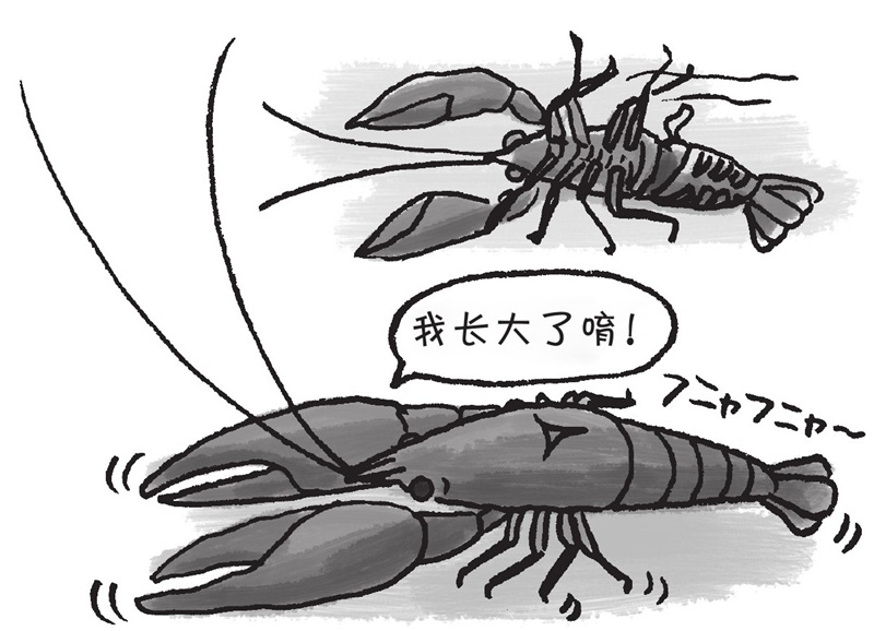 小龙虾为什么要蜕皮?