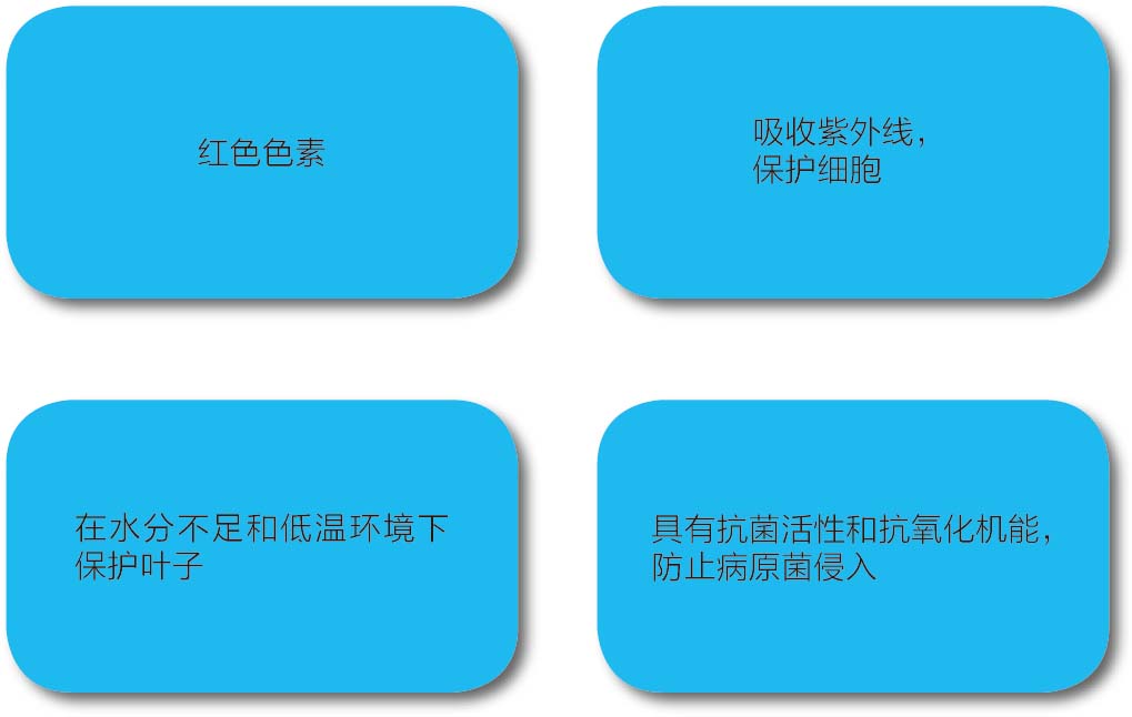 红叶为什么会变红?