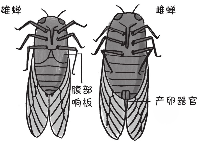 只有雄蝉会叫是真的吗?