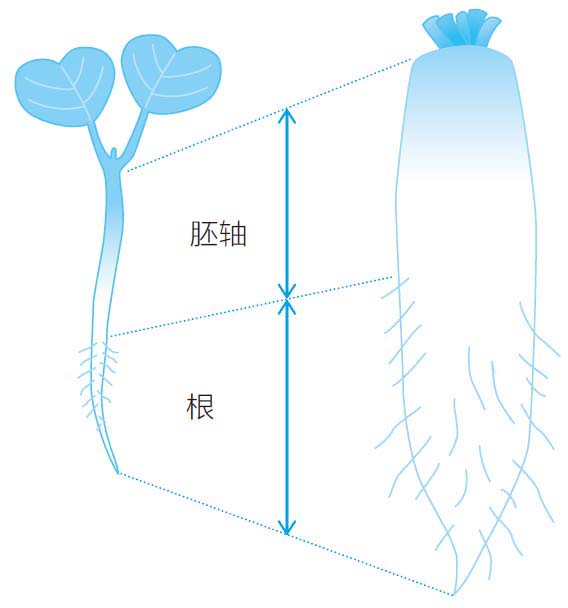 萝卜苗长大了会变成什么呢?