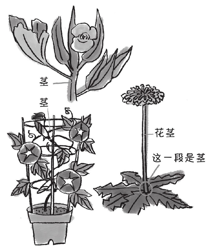蒲公英的花是长在茎上的吗?