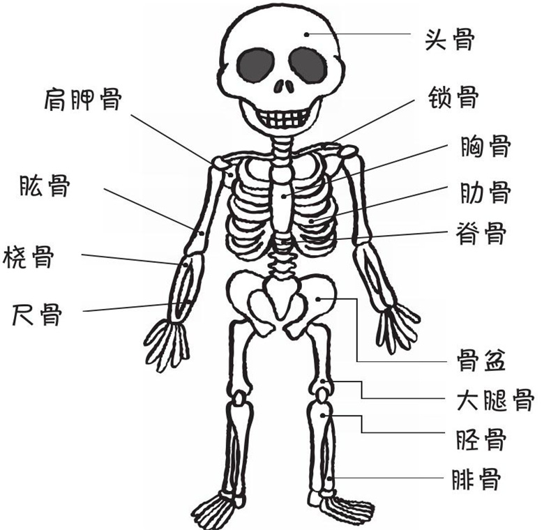 我们的身体里有多少块骨头?