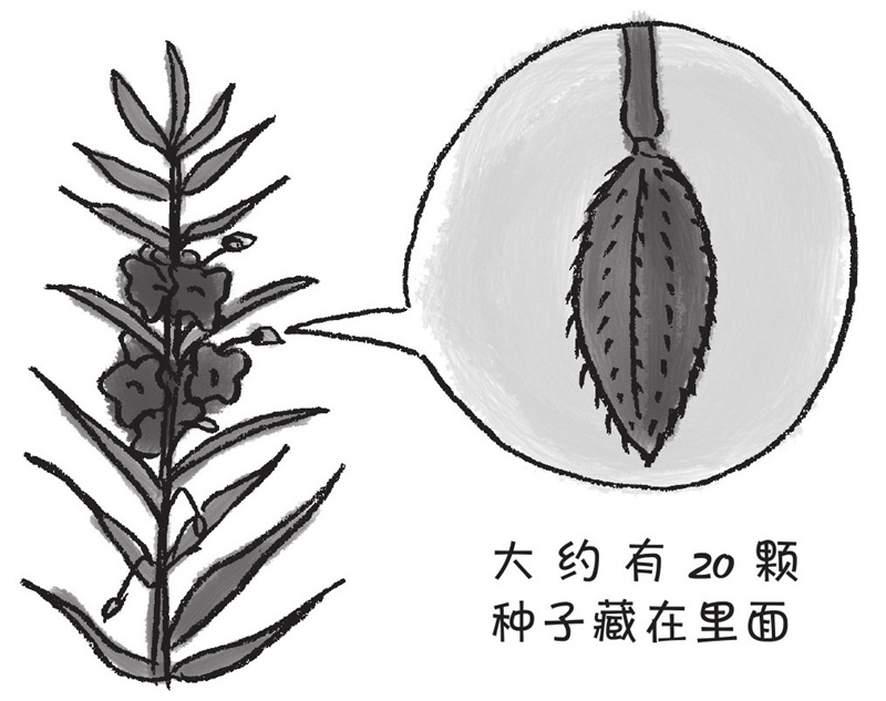 为什么凤仙花的果实会绽开?