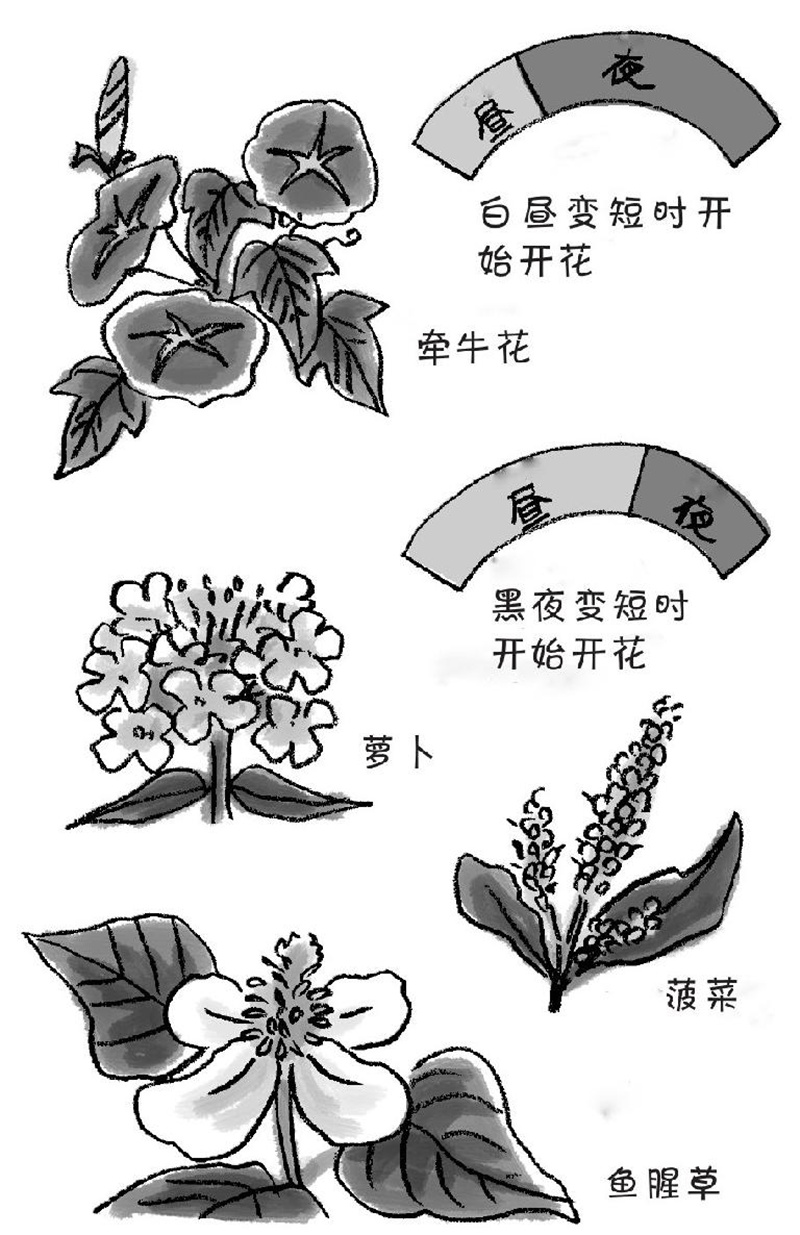 春天樱花开,夏天牵牛花开,花儿开花的时节是固定的吗?
