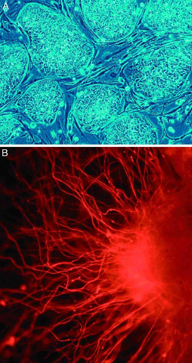 皮肤干细胞的发现（2007年11月）-仿制的“万能细胞”