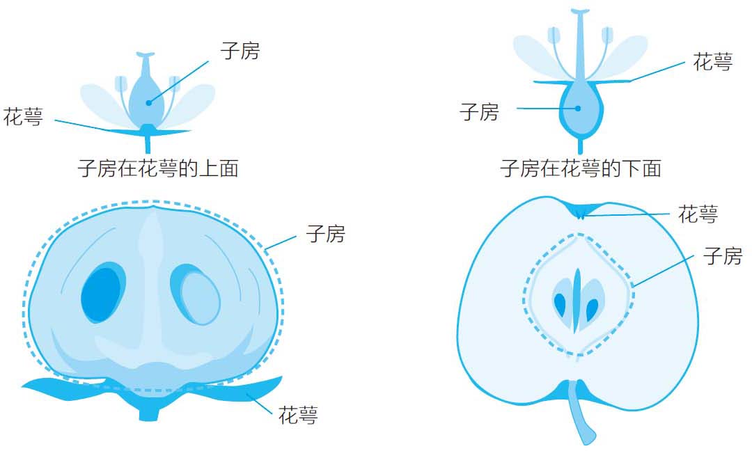 苹果的蒂在哪里?