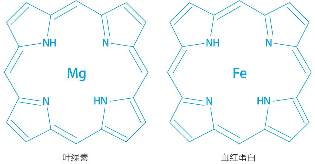植物的血型是什么?