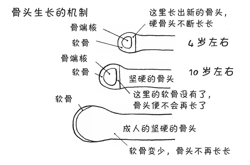 骨头是怎么生长的?