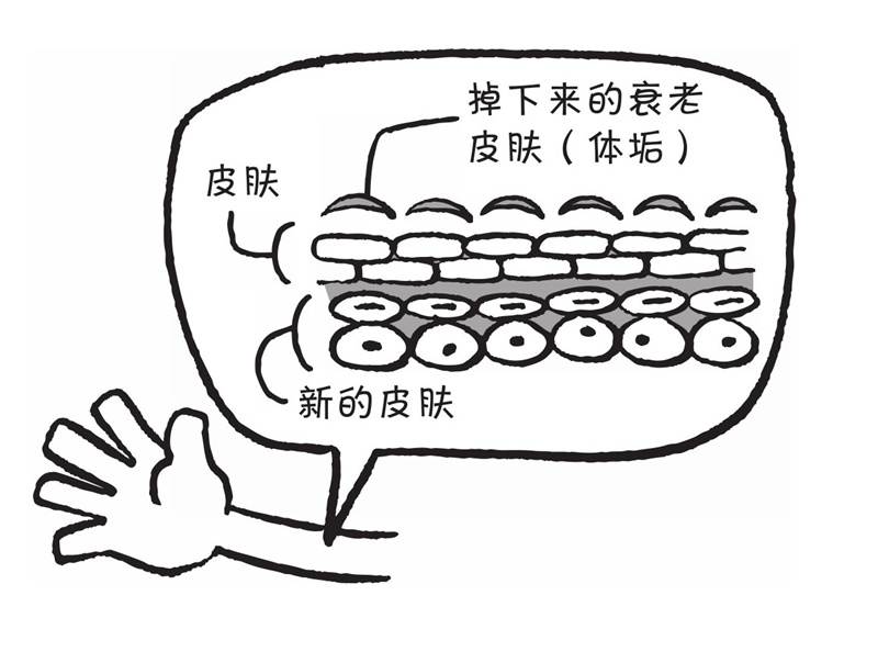 体垢（gòu）究竟是什么呢?
