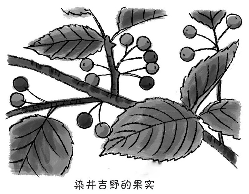 樱花谢了之后会结出小小的红色的果实,这果实会变成樱桃吗?